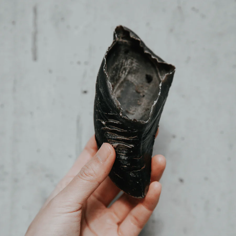 Cow Hooves - Image 4