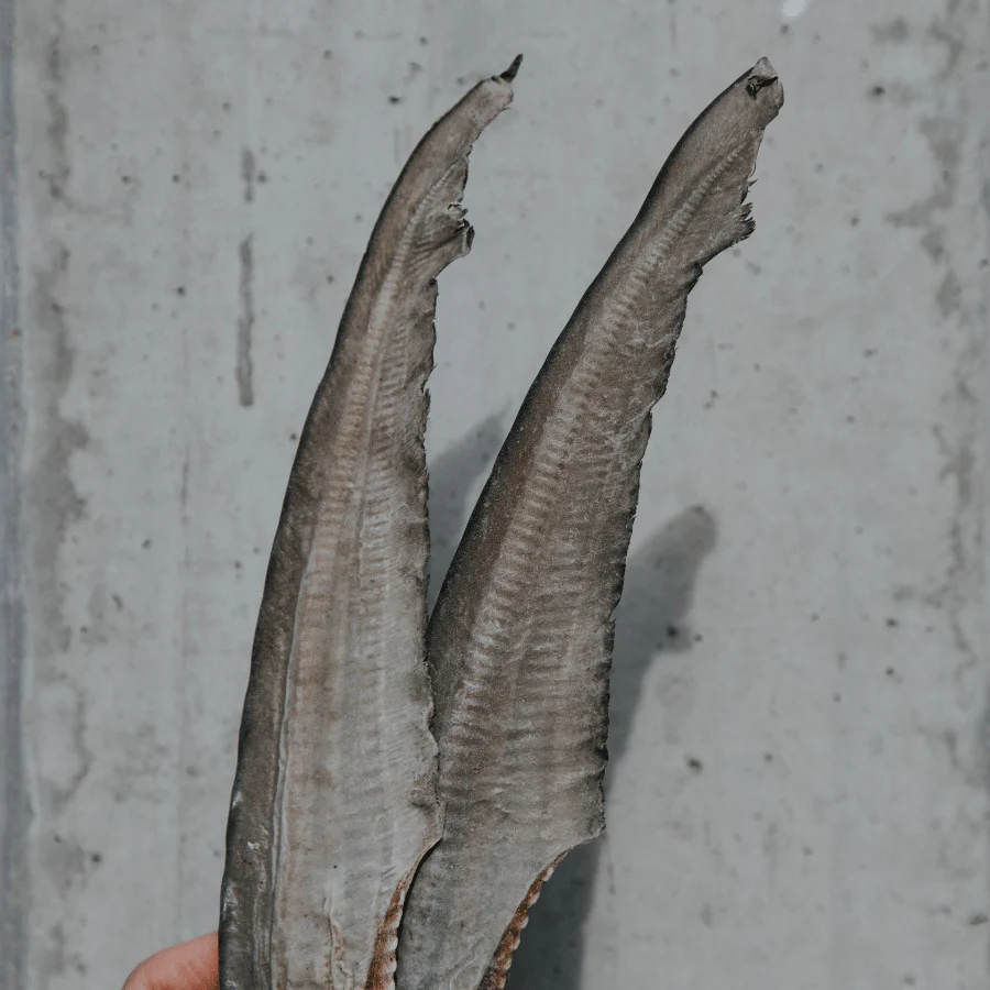[SOLD OUT!] Shark Tails - Image 3